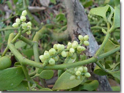 T3 - Mistletoe 05 T3 - Mistletoe 05